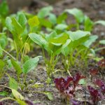 450531757_122162267588211805_2346730388931272765_n